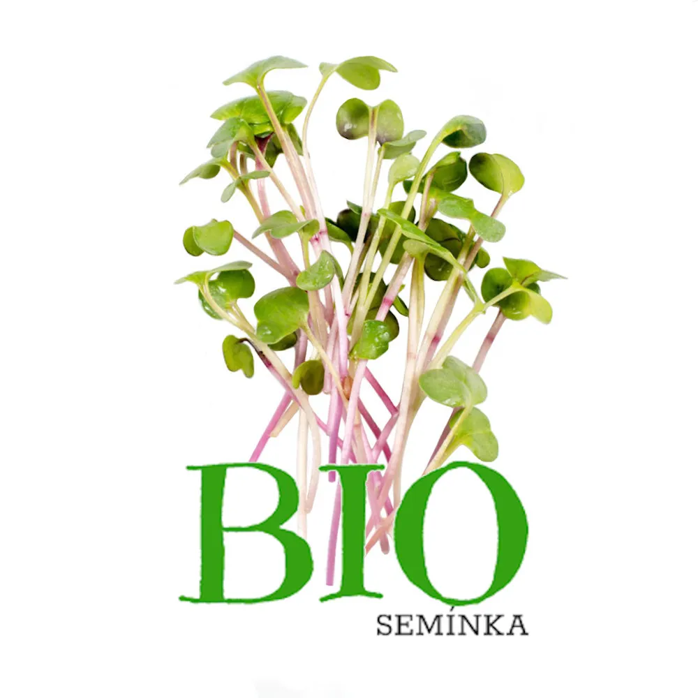 Ředkvička China rose – BIO semínka na klíčení 20g