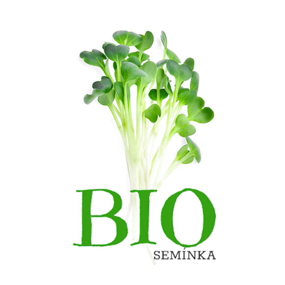 Rukola – BIO semínka na klíčení 10g