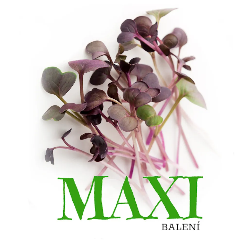 Ředkvička Red Purple – semínka na klíčení 100g