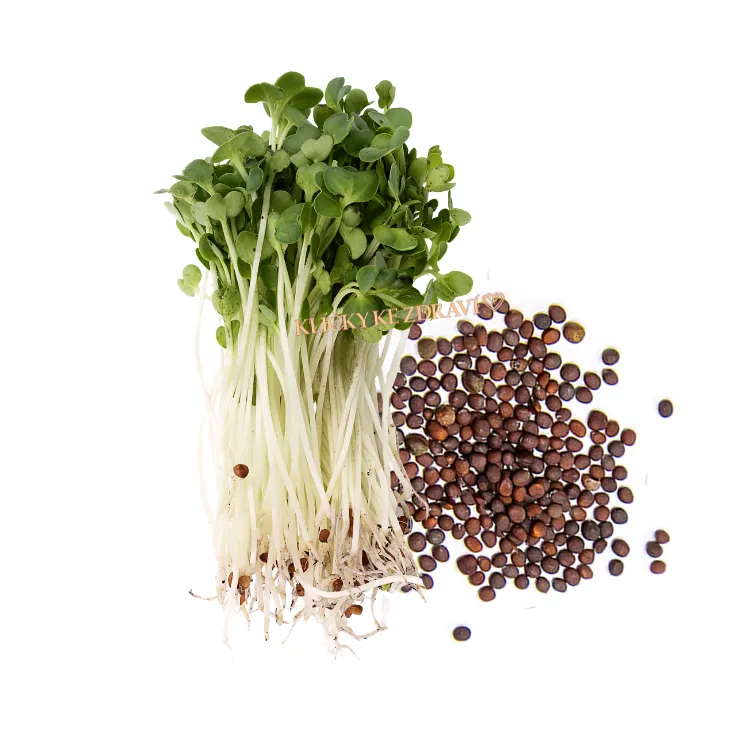 Hořčice Sarepská (hnědá) - semínka na klíčení 30g