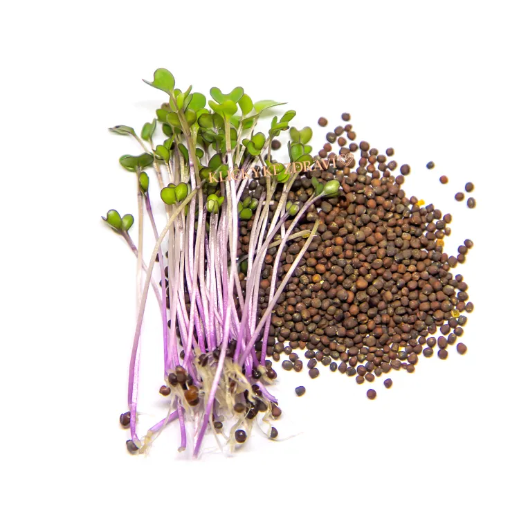 Kedluben Červená – semínka na klíčení 10g