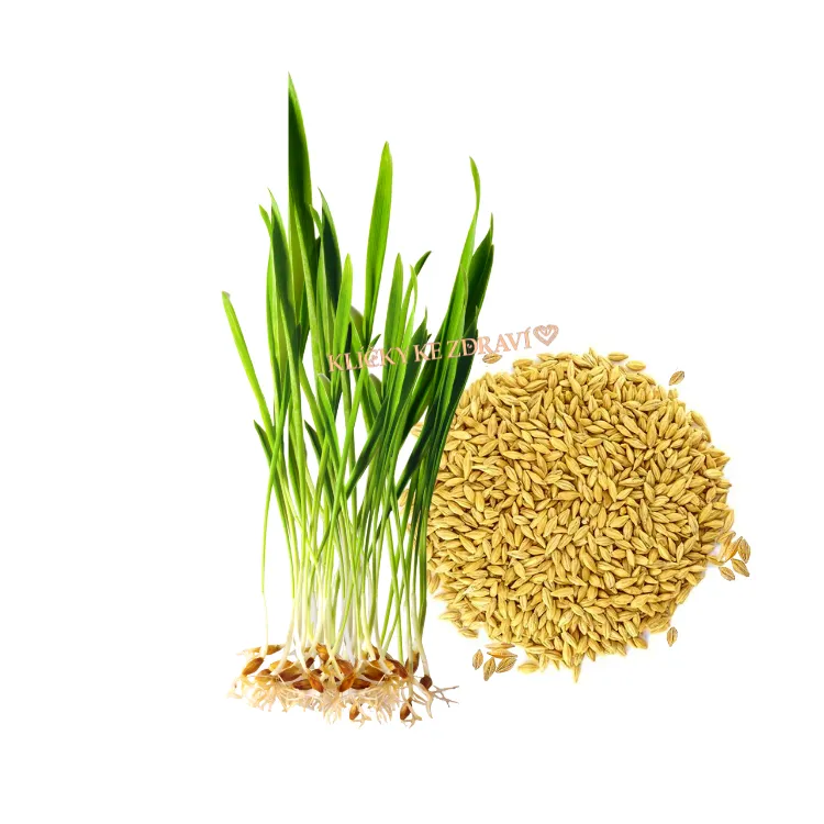 Mladý Ječmen – semínka na klíčení 30g