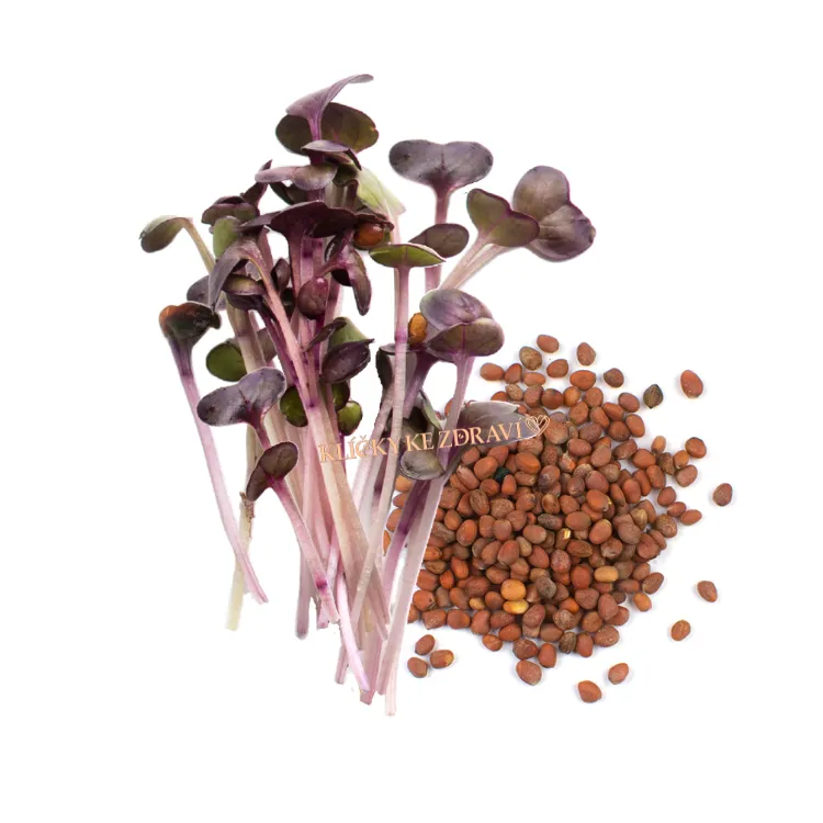 Ředkvička RED HURRICANE – semena na klíčky 10g