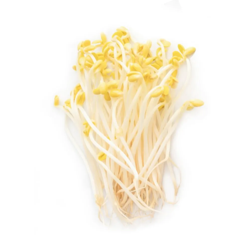 Sója – semínka na klíčení 20g